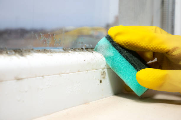 Best Mold Inspection  in Seneca, KS