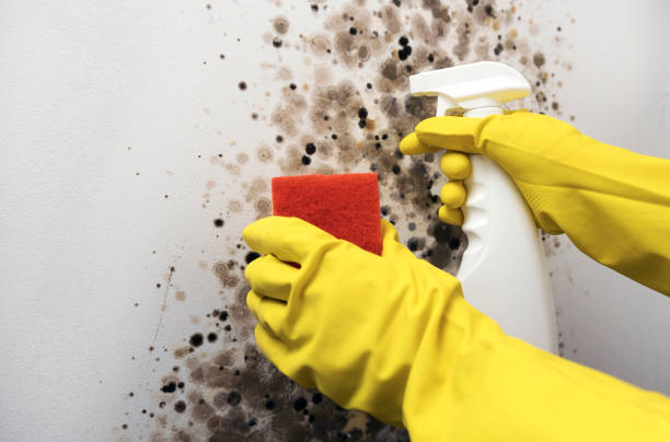Best Office Mold Removal Services  in Seneca, KS