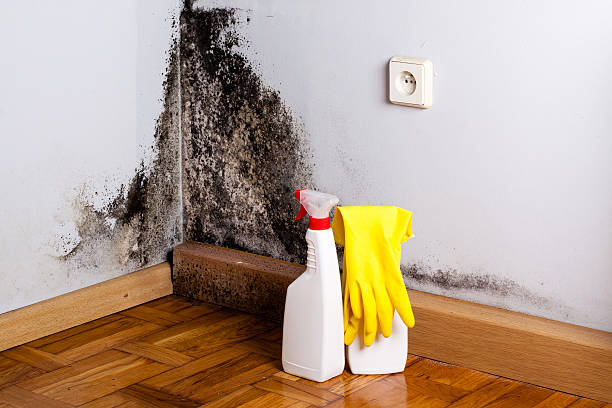 Home Mold Removal in Seneca, KS
